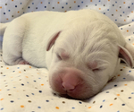 Small Photo #11 Labrador Retriever Puppy For Sale in GLENDALE, CA, USA