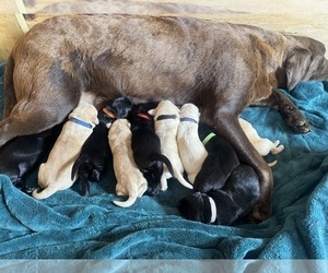Golden Labrador Puppy for Sale in COLUMBUS, New Jersey USA
