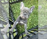 Puppy Cupid French Bulldog