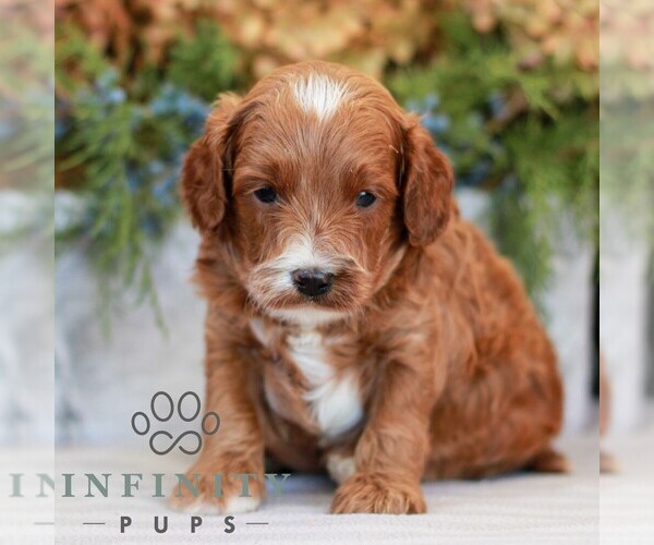 Medium Photo #1 Cavapoo (Miniature) Puppy For Sale in NARVON, PA, USA