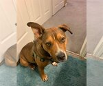 Small #23 American Pit Bull Terrier Mix