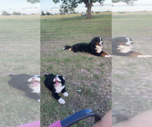 Medium Photo #1 Bernedoodle Puppy For Sale in HASKELL, OK, USA