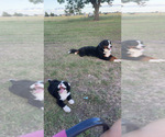 Small Photo #1 Bernedoodle Puppy For Sale in HASKELL, OK, USA