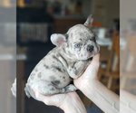 Small Photo #30 French Bulldog Puppy For Sale in ADRIAN, MI, USA
