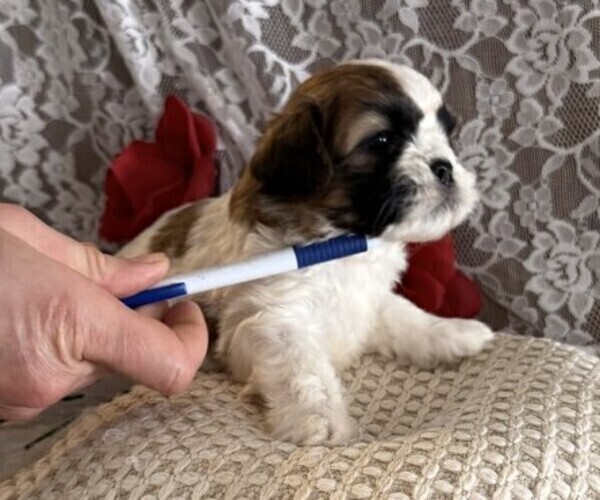 Medium Photo #4 Cavachon-Shih Tzu Mix Puppy For Sale in THORP, WI, USA
