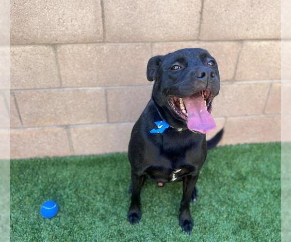 Medium Photo #2 Labrador Retriever-Unknown Mix Puppy For Sale in Moreno Valley, CA, USA