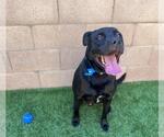 Small #1 Labrador Retriever Mix