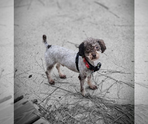 Medium Photo #4 Poodle (Miniature) Puppy For Sale in Holly Springs, NC, USA