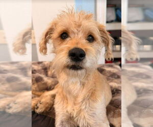 Border Terrier Mix Dog for Adoption in Lakewood, Colorado USA