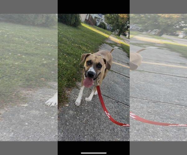 Medium Photo #5 Black Mouth Cur-Unknown Mix Puppy For Sale in Clinton , MI, USA
