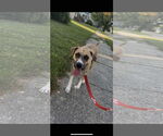Small #4 Black Mouth Cur Mix