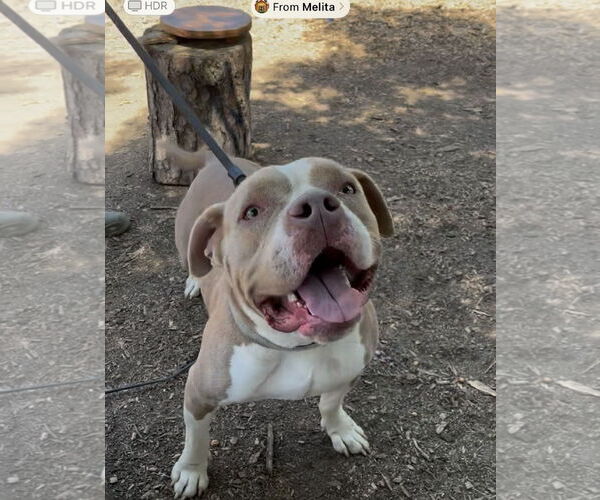 Medium Photo #5 Staffordshire Bull Terrier Puppy For Sale in Woodland Hills, CA, USA