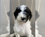 Puppy 4 Poodle (Standard)-Shepadoodle Mix