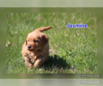 Puppy Jasmine Golden Retriever