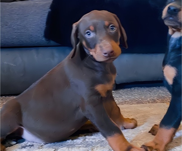 Medium Photo #17 Doberman Pinscher Puppy For Sale in YUCCA VALLEY, CA, USA