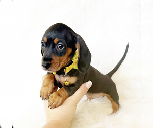 Dachshund Puppy for Sale in DAVIS, California USA