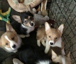 Small Photo #1 Pembroke Welsh Corgi Puppy For Sale in BUTTE VALLEY, CA, USA