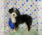Small Photo #2 Bernedoodle Puppy For Sale in COLORADO SPRINGS, CO, USA