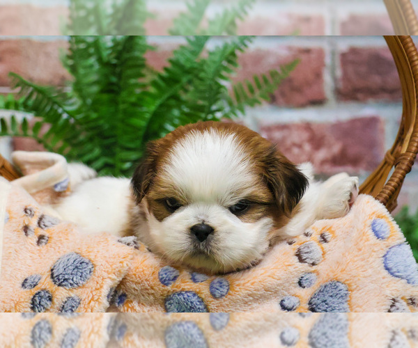 Medium Photo #2 Shih Tzu Puppy For Sale in SYRACUSE, IN, USA