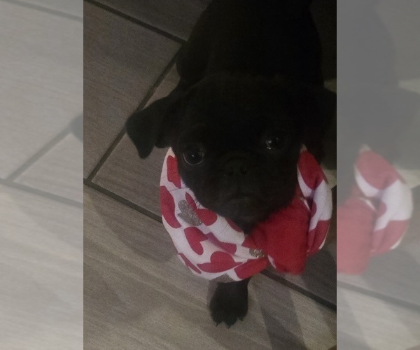 Medium Photo #5 Pug Puppy For Sale in RICHMOND, TX, USA