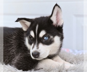German Shepherd Dog-Siberian Husky Mix Puppy for sale in MILLERSBURG, OH, USA