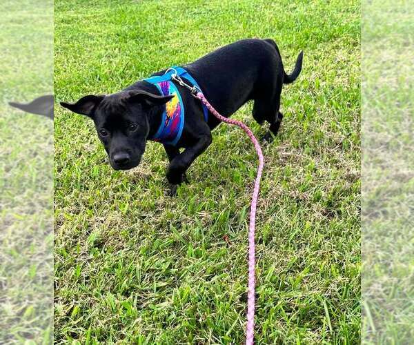 Medium Photo #10 Mutt Puppy For Sale in Candler, NC, USA