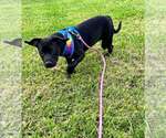 Small #9 Mutt