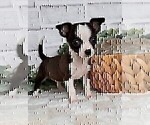 Small #17 Chihuahua