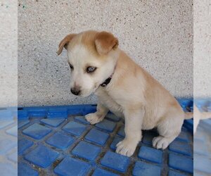 Aurora (Pup 5 PURPLE) - Female Huskies -Unknown Mix Dog for Adoption - Photo #2