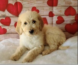 Goldendoodle Puppy for sale in EATON, CO, USA