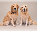 Small Photo #2 Golden Retriever Puppy For Sale in MIDWAY, UT, USA