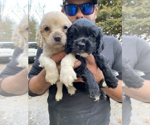 Cocker Spaniel Puppy for sale in CROSSVILLE, TN, USA