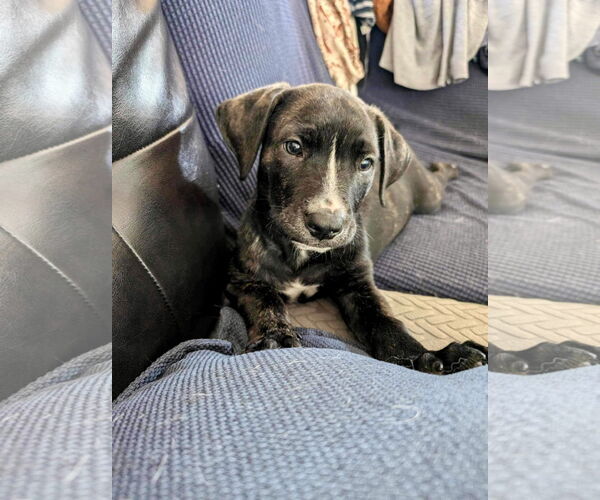 Medium Photo #27 American Staffordshire Terrier-Unknown Mix Puppy For Sale in Germantown, OH, USA