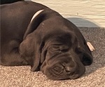 Small Photo #11 Great Dane Puppy For Sale in Elroy, WI, USA