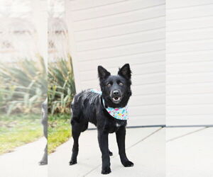 Retriever -Unknown Mix Dogs for adoption in Sandy, UT, USA