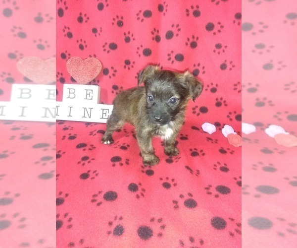 Medium Photo #4 Poodle (Toy) Puppy For Sale in LAPEER, MI, USA