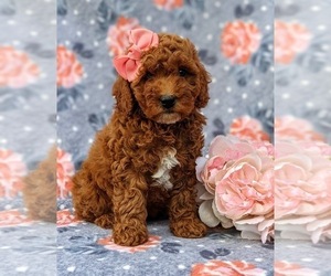 Poodle (Miniature) Puppy for sale in NEW PROVIDENCE, PA, USA