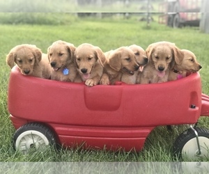 Golden Retriever Litter for sale in SONORA, KY, USA