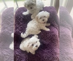 Small Photo #2 Maltese Puppy For Sale in NAMPA, ID, USA