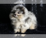 Small #5 Pomeranian