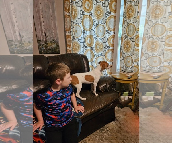 Medium Photo #6 Raggle Puppy For Sale in Wakefield, RI, USA