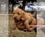 Small Photo #4 Goldendoodle Puppy For Sale in VINITA, OK, USA