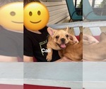 Small #22 French Bulldog