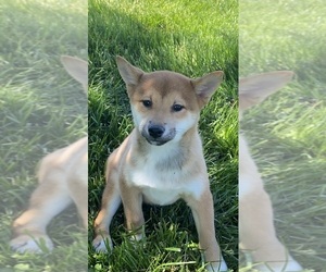 Shiba Inu Puppy for sale in CANOGA, NY, USA