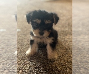 Yorkshire Terrier Puppy for sale in PARIS, TX, USA