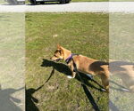 Small #2 Mutt