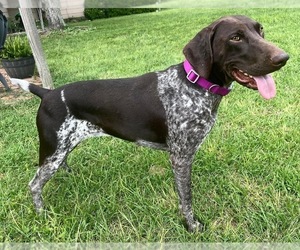 Mother of the German Shorthaired Pointer puppies born on 10/21/2022