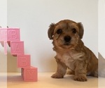 Small #3 Yorkshire Terrier