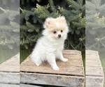 Image preview for Ad Listing. Nickname: Zeppelin