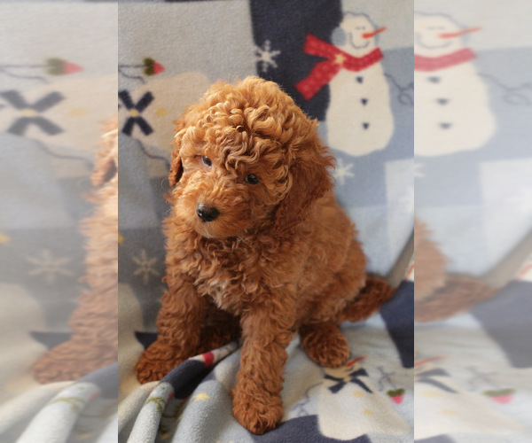 Medium Photo #8 Goldendoodle (Miniature) Puppy For Sale in MILWAUKEE, WI, USA